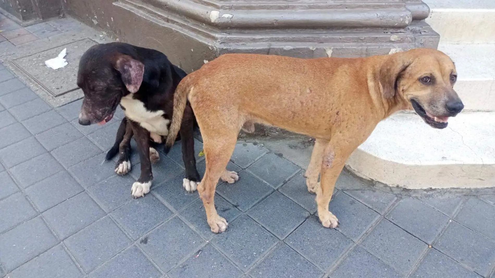 Sancionarán a dueños de mascotas por exponerlos a altas temperaturas 